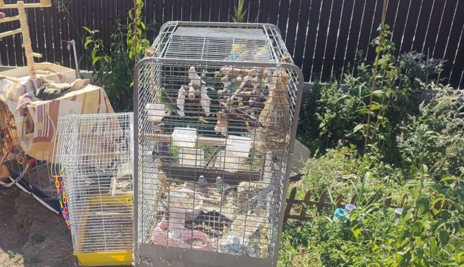 Incendiu într-o gospodărie din Valu lui Traian. Mai multe animale de companie au fost salvate