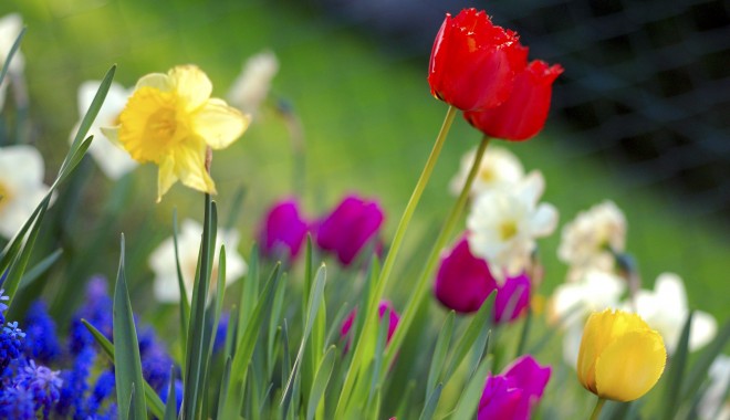 Cum pregătești grădina pentru primăvară - colorfulspringgarden-1332277534.jpg