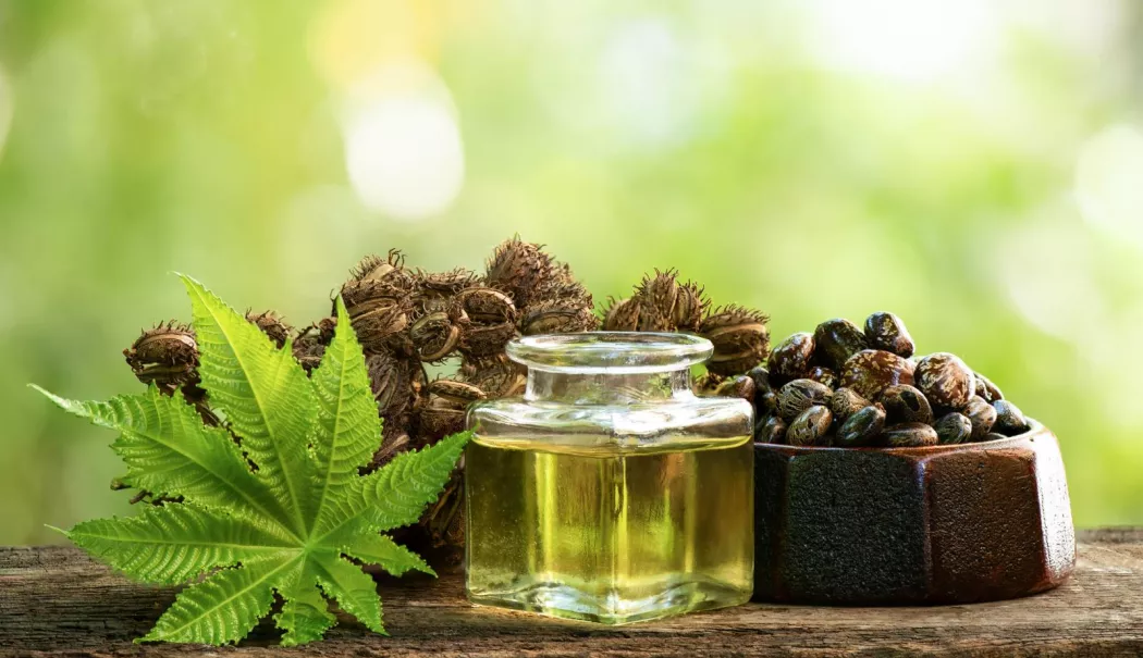 Uleiul de ricin poate deveni un aliat pentru digestie și articulații - comprese-1772037023.webp