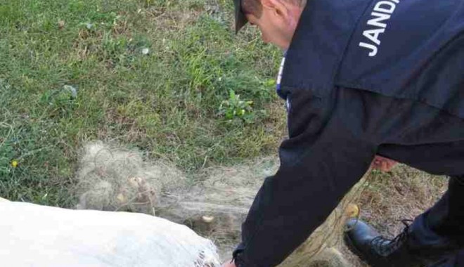 Concurs de pescuit între polițiști și jandarmi, la Corbu - concursdepescuit-1413562715.jpg