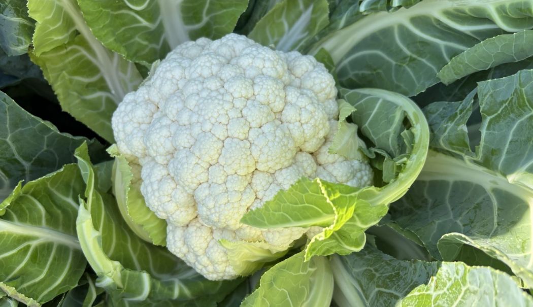 Conopida, o „baghetă” magică, ce contribuie la menținerea celulelor sănătoase din organism - conopida-1736342967.jpg