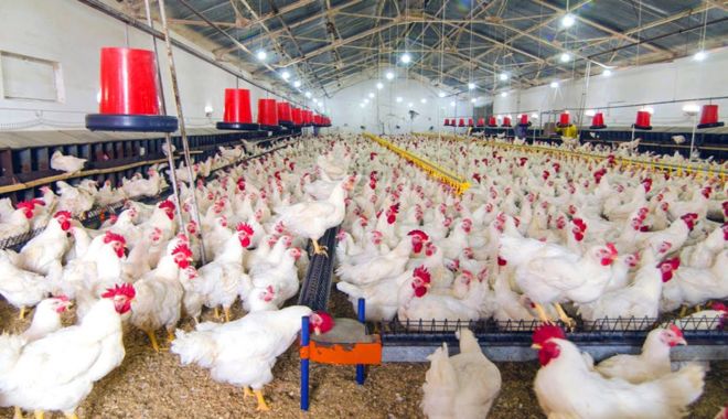 Consiliul Concurenţei investighează piaţa cărnii de pasăre - consiliulconcurenteiinvestigheaz-1620329048.jpg