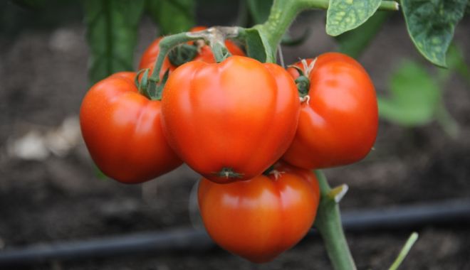 Continuă plata ajutorului de minimis pentru tomate - continuaplataajutoruluitomate-1560975833.jpg