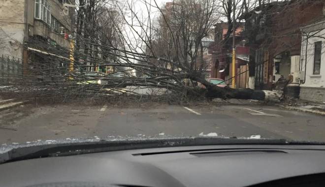 COD PORTOCALIU de viscol la Constanța / Un copac căzut a blocat bulevardul Tomis - copac-1453038760.jpg