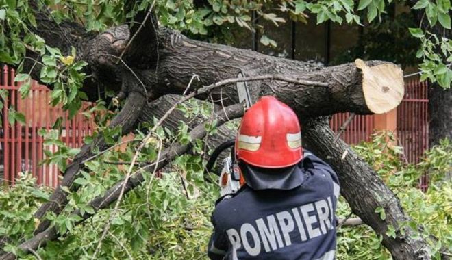 Copac căzut pe o mașină, în Constanța. Intervin pompierii - copac-1594120906.jpg