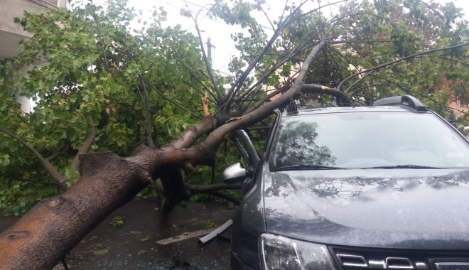 Constanța: Un copac a căzut peste trei mașini parcate - copac-1655909522.jpg