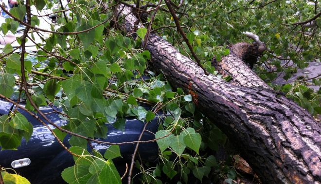 Bărbat ucis de un copac care a căzut peste el - copaccazut1-1632233585.jpg