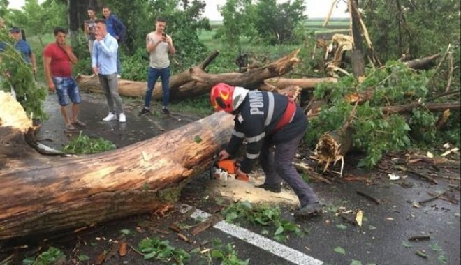 Furtunile au făcut ravagii în toată țara. Acoperișuri smulse, copaci doborâți de vijelie și culturi compromise de grindină - copaccazut31140300-1525643320.jpg