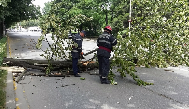 Copacii bătrâni, un pericol la adresa constănțenilor - copaccazut4-1473440555.jpg