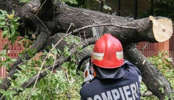 Intervenție a pompierilor la Constanța, după ce un copac a căzut pe carosabil - copaccazut740x340-1688817278.jpg