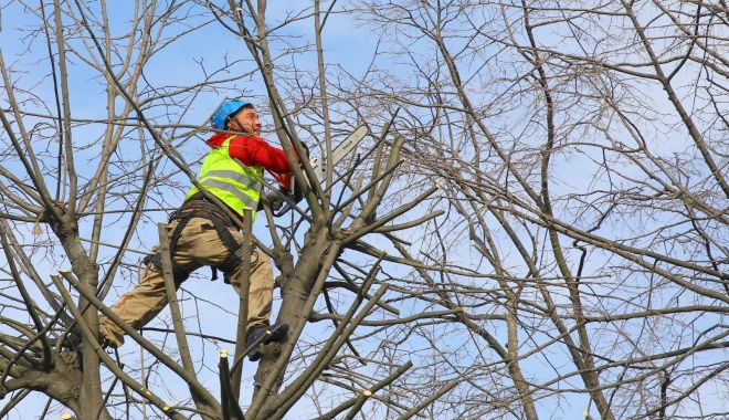 Administrația locală începe lucrările de toaletare a arborilor din Constanța - copaci-1666980347.jpg