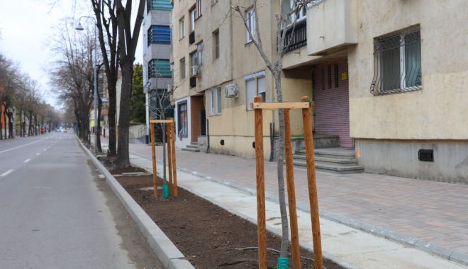 Bulevardul Ferdinand se înfrumuseţează cu aproape 300 de tei și frasini - copaci-1680807541.jpeg