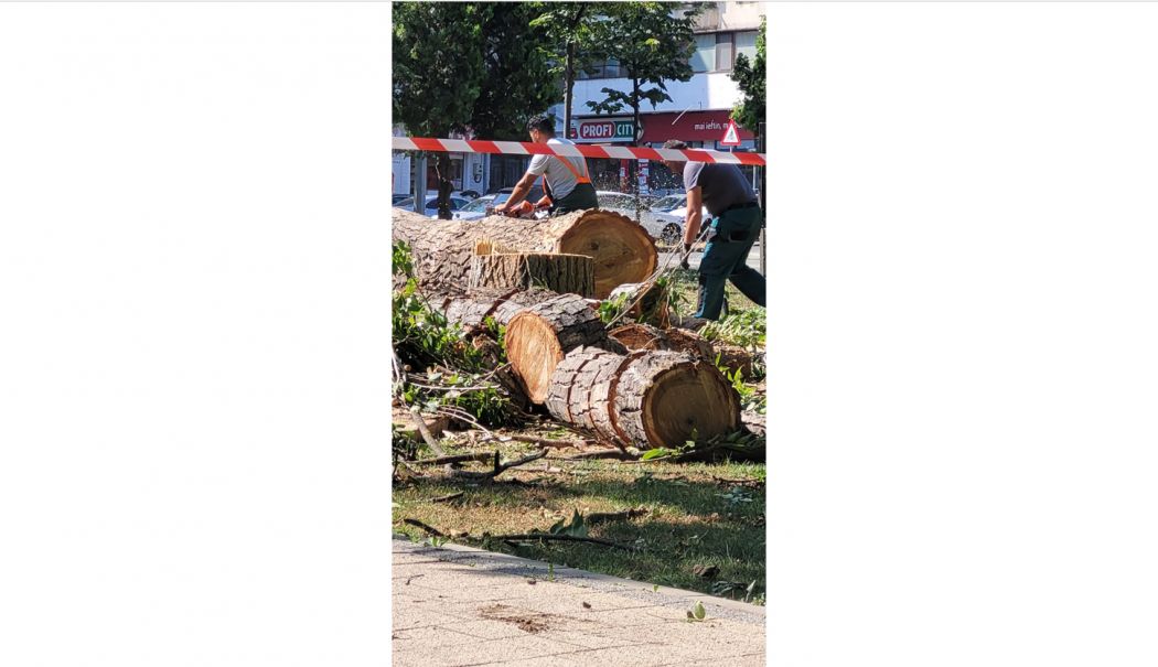 Mai mulți copaci din parcul Tomis 2 au fost tăiați! Ce spune Primăria Municipiului Constanța - copaci-1753866529.png