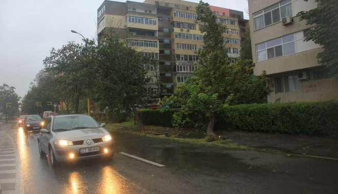 Galerie foto. Iată ce ravagii face furtuna în municipiul Constanța - copacicazuti-1380617301.jpg