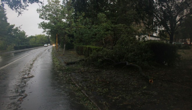Galerie foto. Iată ce ravagii face furtuna în municipiul Constanța - copacicazuti3-1380617326.jpg