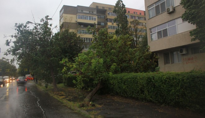 Galerie foto. Iată ce ravagii face furtuna în municipiul Constanța - copacicazuti4-1380617332.jpg