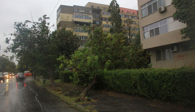 Ce a lăsat în urmă POTOPUL de ieri de la Constanța. GALERIE FOTO - copacicazuti4-1380649868.jpg