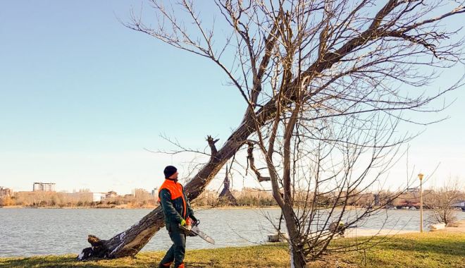 Copacii rupți și înclinați în urma furtunii, tăiați în parcul Tăbăcărie - copaciisursaprimariaconstanta-1581346663.jpg