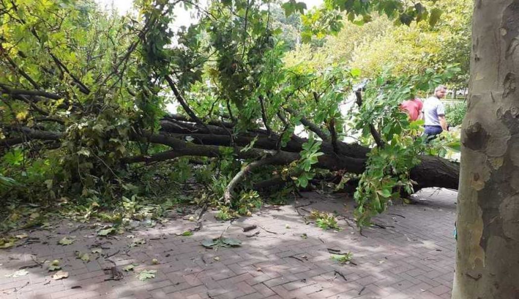 Furtuna a doborât un copac pe strada Lahovari din Constanța - copacvants3-1722958727.jpg