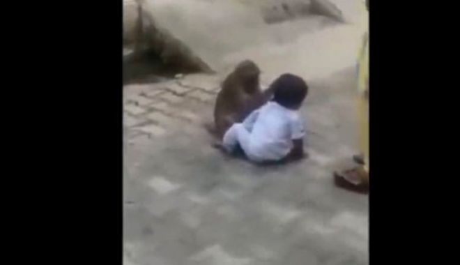 VIDEO INCREDIBIL. O maimuță a răpit un copil de doi ani ca să se joace cu el - copilmaimuta-1550062494.jpg