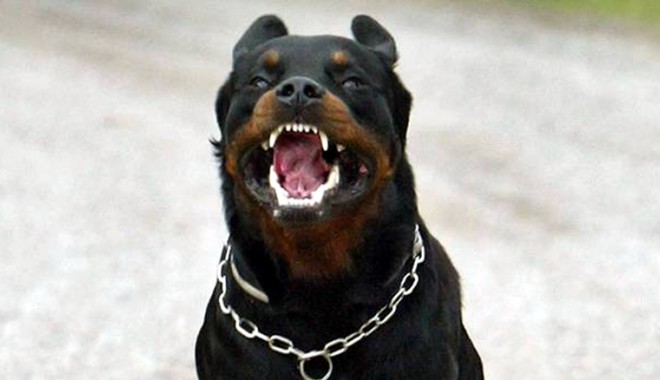 Copil mușcat de rottweiler, în Constanța - copilmuscatderottweiler-1402326411.jpg