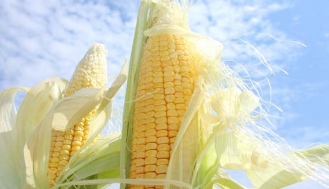 Cotația internațională a porumbului atinge un nivel record - corngrowinginfield-1342709280.jpg
