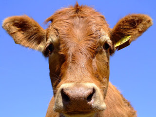 Crescătorii de vaci de lapte și de carne din zonele defavorizate pot depune cererile de sprijin până pe 15 iulie - cow3-1372855709.jpg