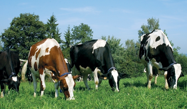 93,42 euro, ajutorul pentru vacile de lapte. 300 de euro pentru taurine - cows-1372157872.jpg