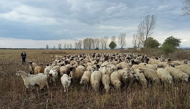 Credite pentru fermierii din zootehnie - creditepentrufermieriidinzootehn-1659620549.jpg
