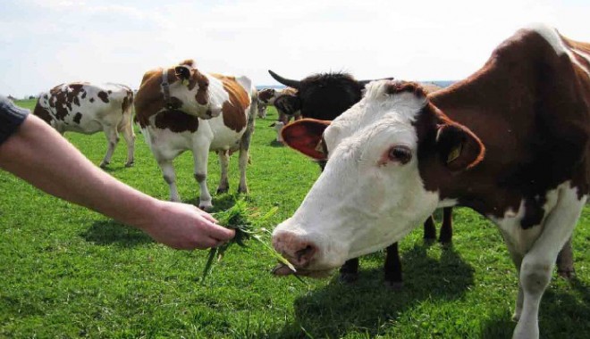 În atenția crescătorilor de bovine! APIA eliberează adeverințe - crescatori-1387793342.jpg