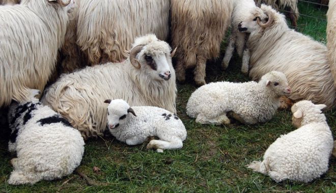 APIA: Sprijin financiar în valoare de peste 13,650 milioane lei pentru crescătorii de animale