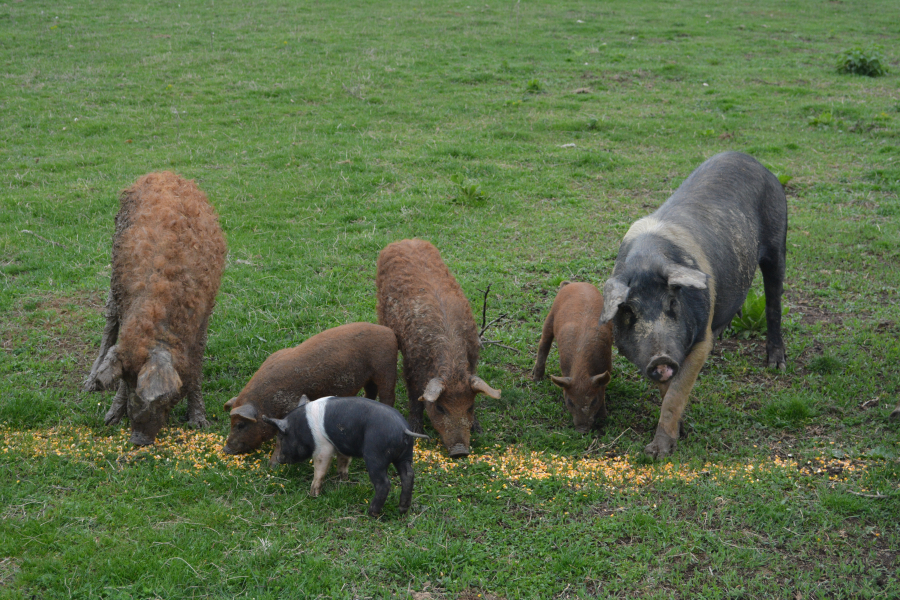 Crescătorii de animale ar putea primi o subvenție aproape dublă