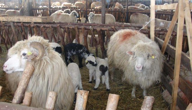 Crescătorii de animale pot depune cereri pentru subvenţii - crescatoriideanimale-1610011477.jpg