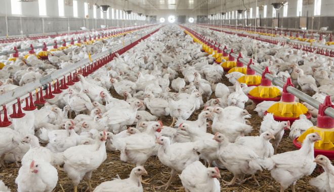 Crescătorii de păsări, ajutați de Ministerul Agriculturii. Banii vor fi virați până la sfârșitul acestui an - crescatoriidepasari-1598640211.jpg