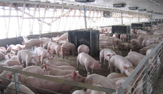 Crescătorii de porci și păsări mai pot depune doar astăzi cererile de plată, fără penalități - crescatoriideporci-1465974013.jpg
