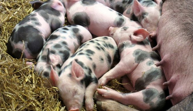 Crescătorii de porci din rasele Bazna şi Mangaliţa vor primi bani - crescatoriideporci-1617980334.jpg