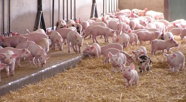 Atenție, crescători de porci! Se depun cererile de finanțare - crescatoriideporci17012020-1579262834.jpg