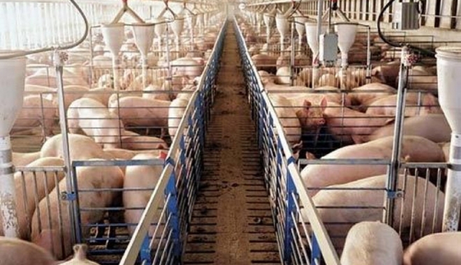 Crescătorii de porci din rasele Bazna și Mangalița primesc ajutor de stat - crescatoriideporcidinraselebazna-1515592988.jpg