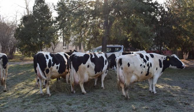 Crescătorii de vaci de lapte vor primi fonduri europene - crescatoriidevacidelapte-1606737143.jpg