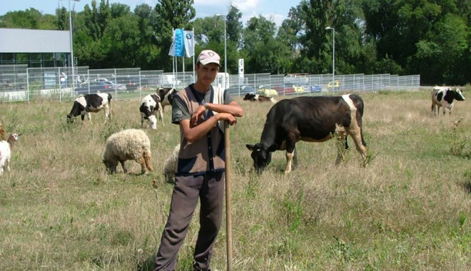 448,5 milioane lei pentru crescătorii de animale - crescatorvaci-1363372821.jpg