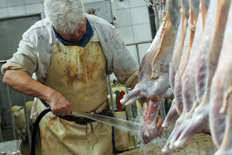 Creștere de peste 20% sacrificărilor de ovine și caprine - crestere20lasuta-1447086866.jpg