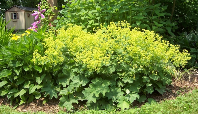 Leac din natură, pentru femeile cu fibroame uterine - cretisoaraalchemillamollis-1478688711.jpg
