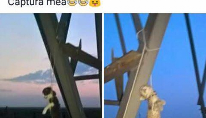 CAZ REVOLTĂTOR! Un tânăr spânzură animale de stâlp și se laudă pe internet: 