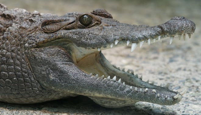 VIDEO ȘOCANT. Un crocodil l-a mușcat de cap pe îngrijitor în timpul spectacolului - crocodil3-1497613503.jpg
