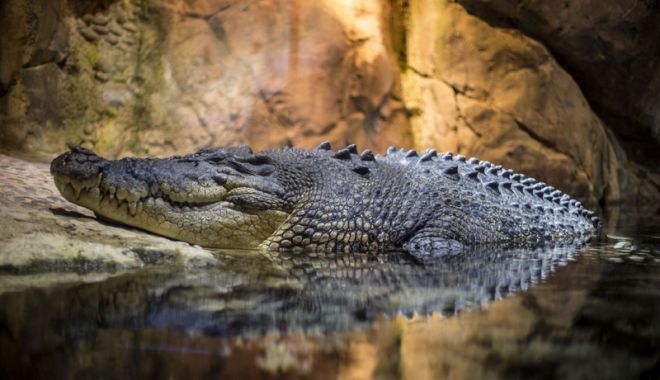 Aproape 300 de crocodili masacrați, după ce  un om a fost ucis - crocodili-1531747431.jpg