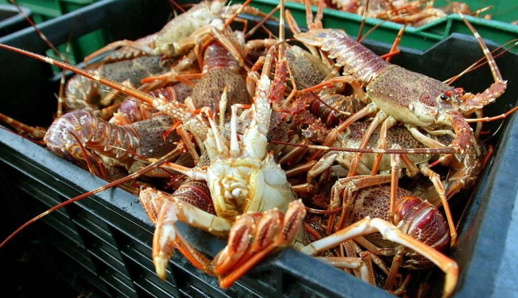 Crustaceele cu coaja delicată, o delicatesă de final de an în Spania, ameninţate de schimbările climatice - crustacee-1735302269.jpg