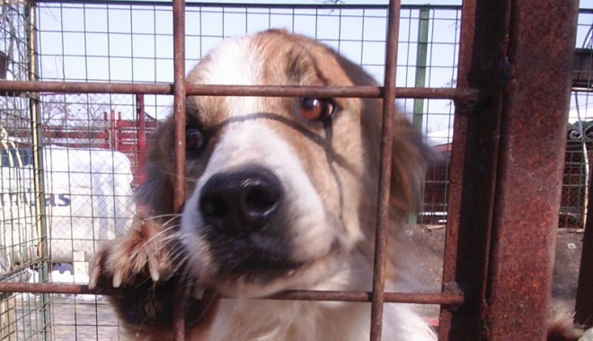 Cruzime  la adăpostul  de animale? Poliția  a deschis o anchetă - cruzime1-1499873848.jpg