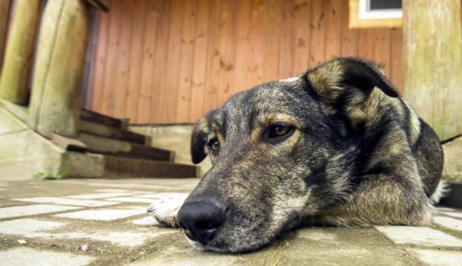 Cruzimea  față de animale, pedepsită  cu închisoarea - cruzimea-1456241642.jpg