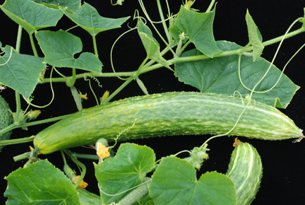 Blonda și grădinăritul - cucumber2-1326049563.jpg