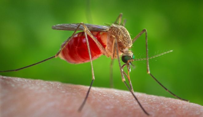 INSP: 21 de cazuri confirmate cu virusul West Nile